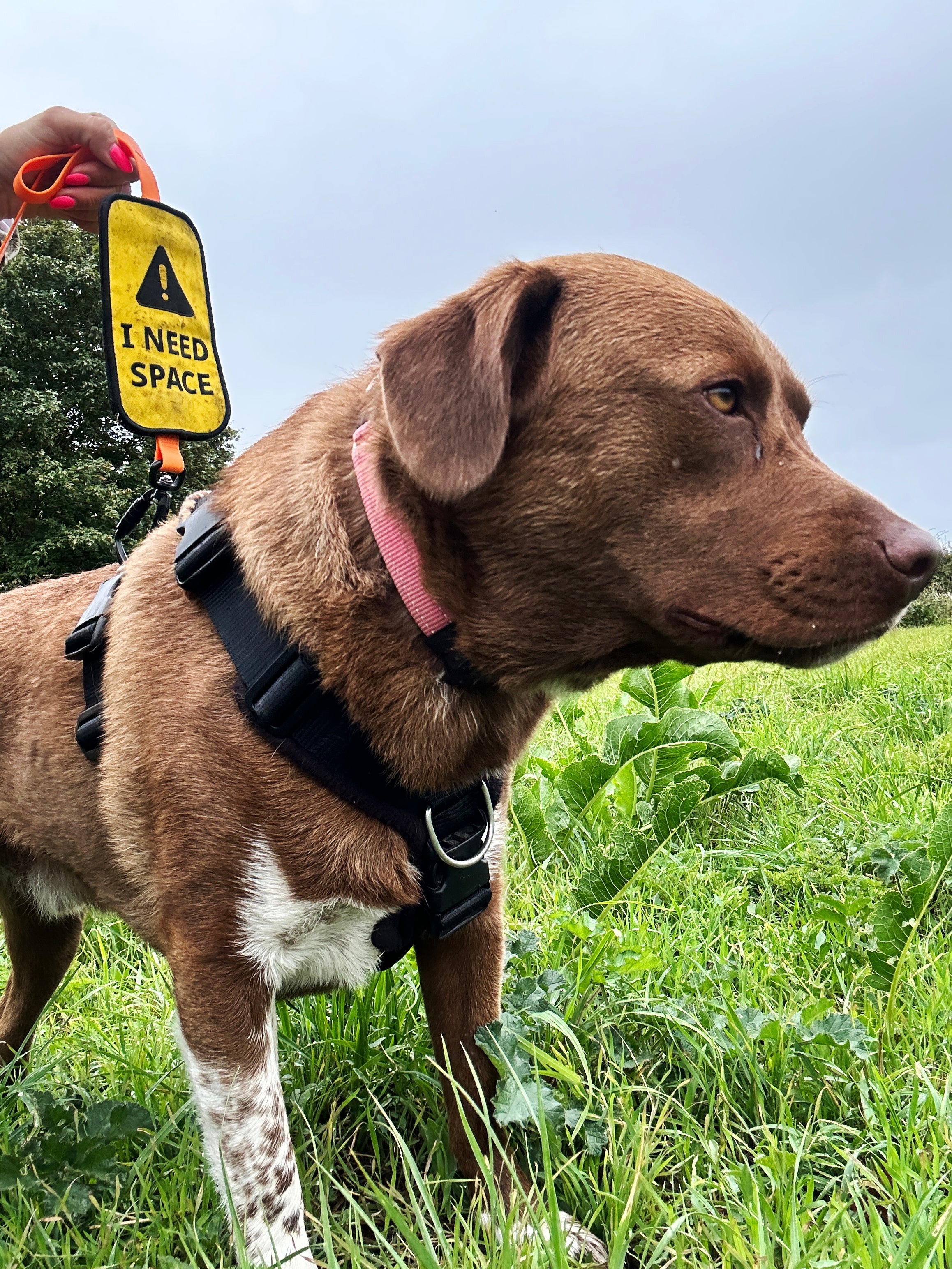 Dog with lead sign that reads i need space