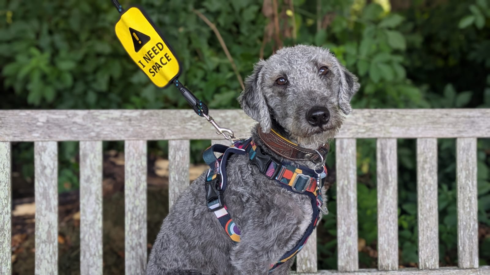 Dog on a leash with a Hi Dog 'Need Space' sign, sitting on a wooden bench outdoors.