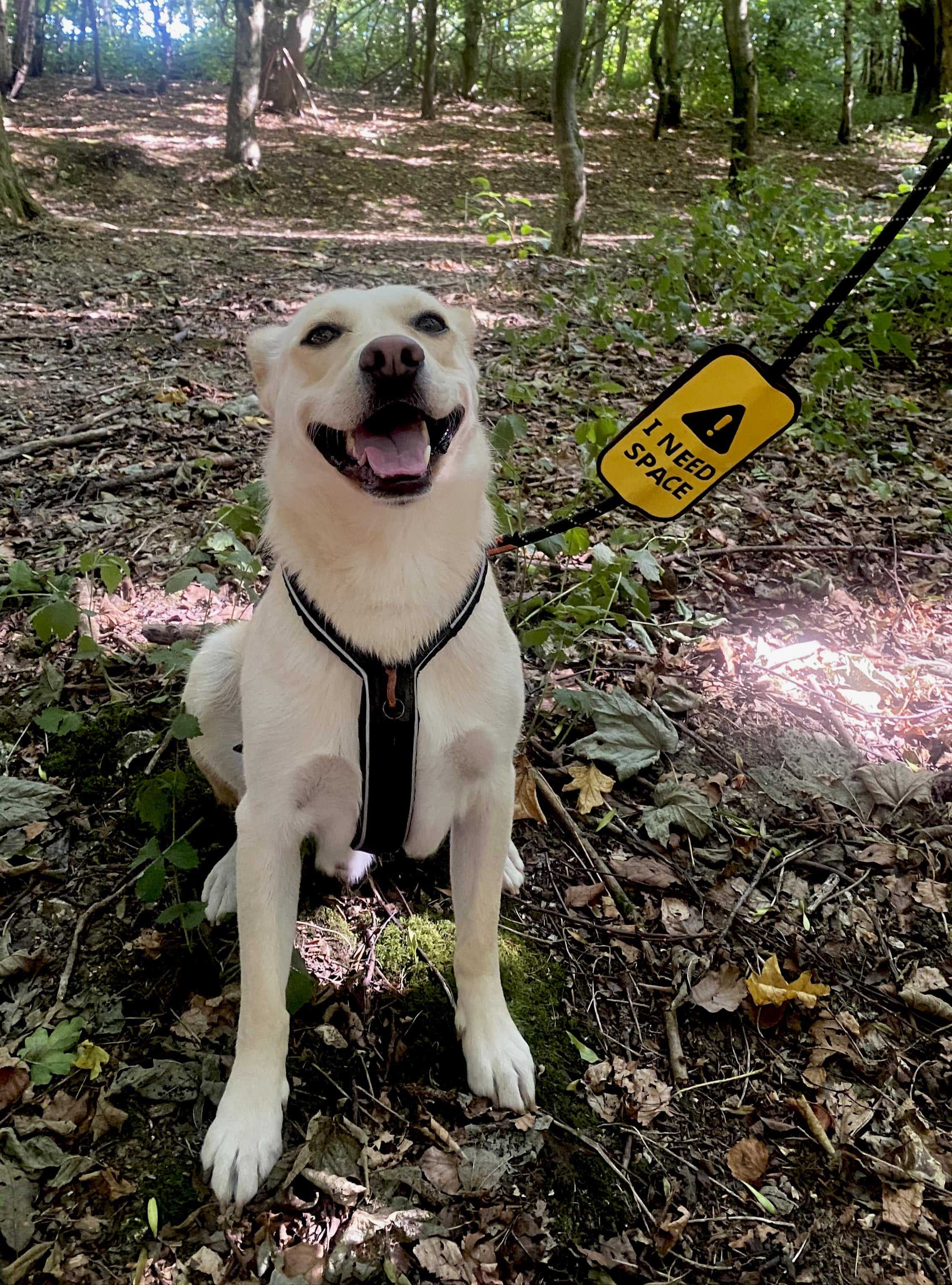 Dog on a lead in a forest with a Hi Dog 'Caution' I need space cover