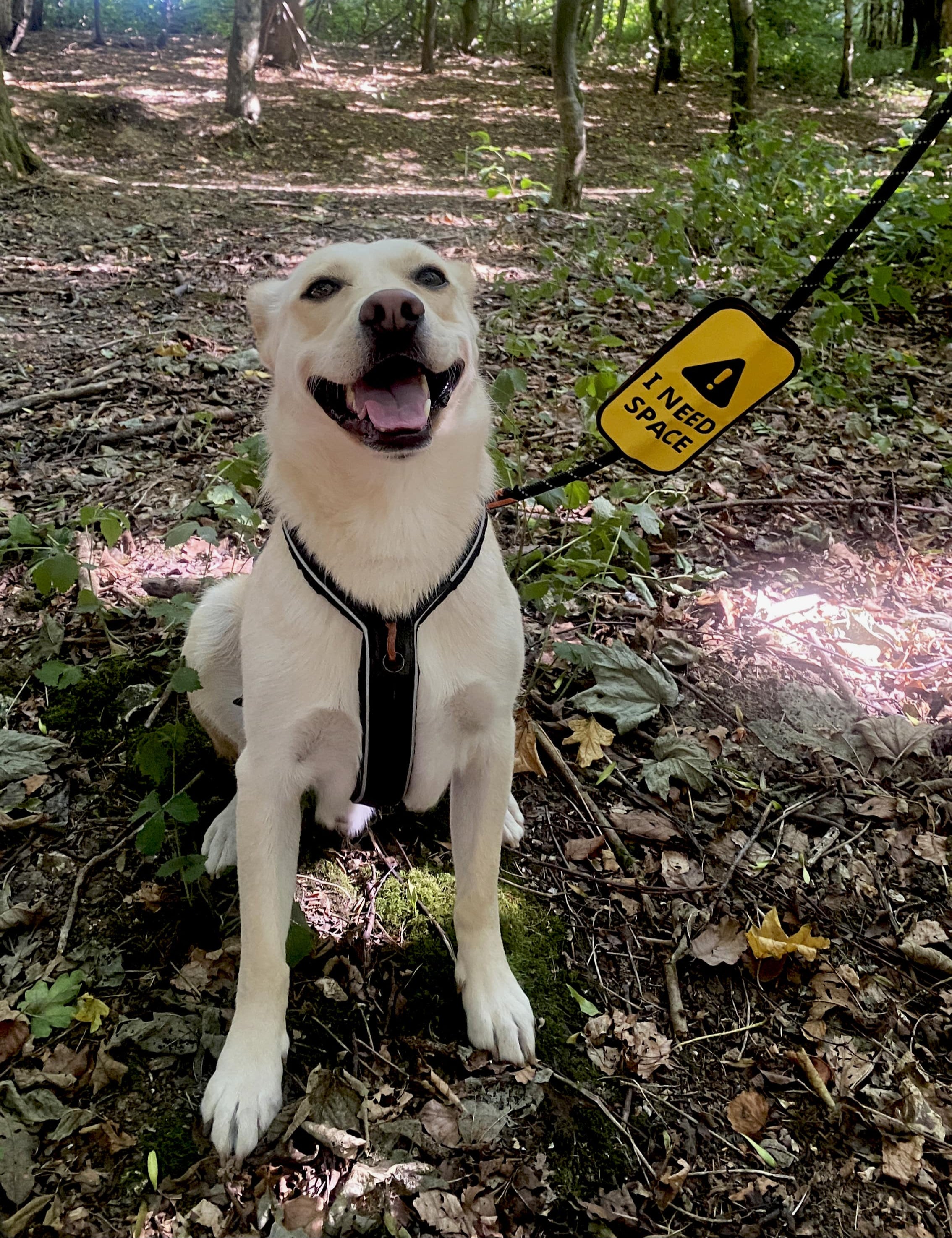 Dog on a lead in a forest with a Hi Dog 'I need space' sign