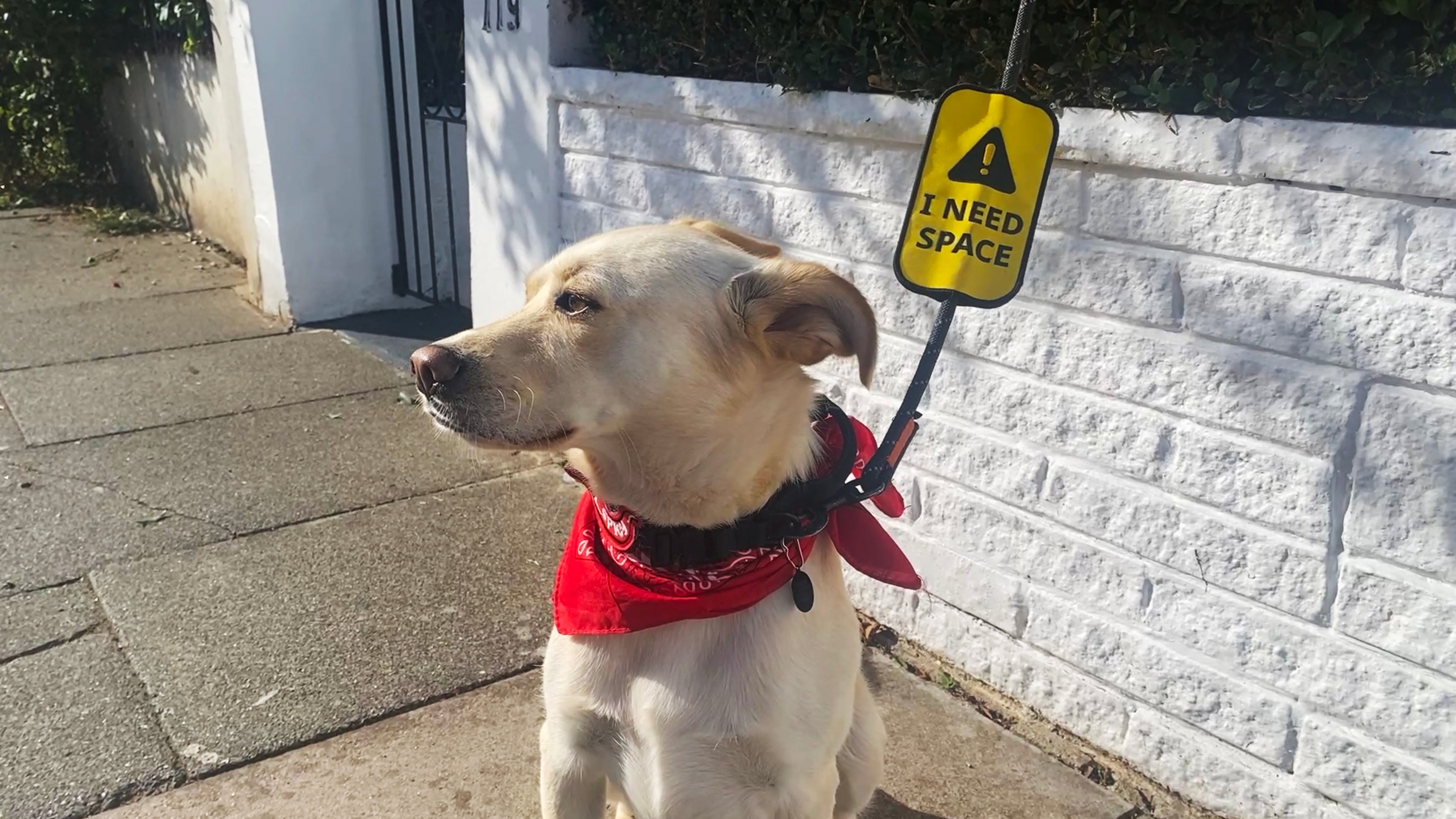 Dog on a leash with a Hi Dog 'I NEED SPACE' sign attached, standing on a sidewalk next to a white wall.