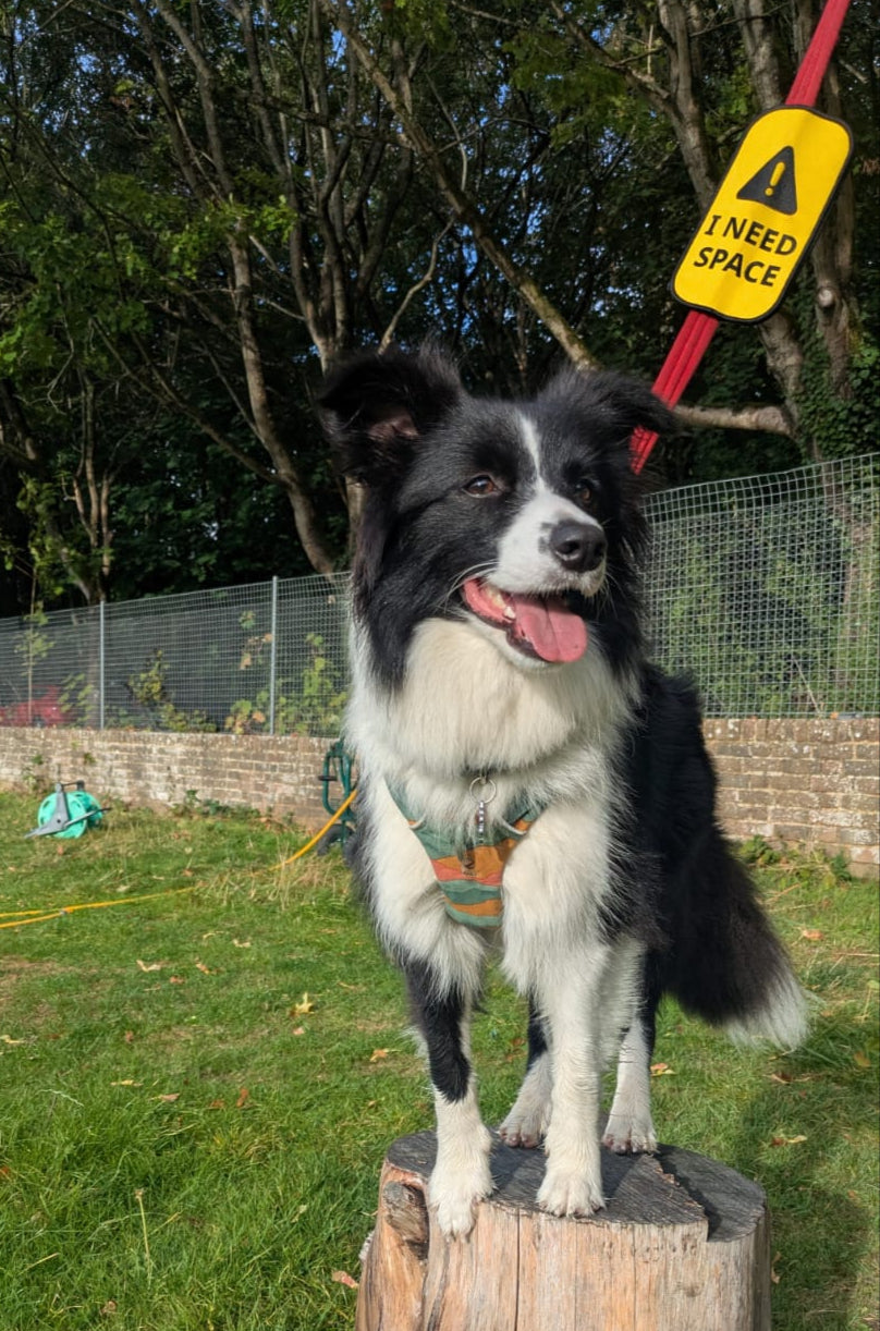 border collie with lead sleeve that reads i need space